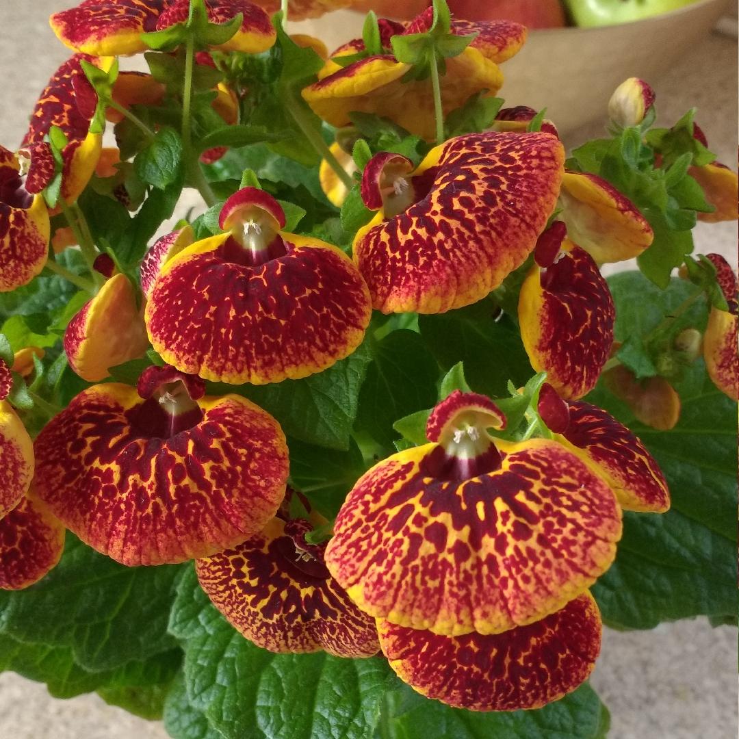 calceolaria-integrifolia.jpeg