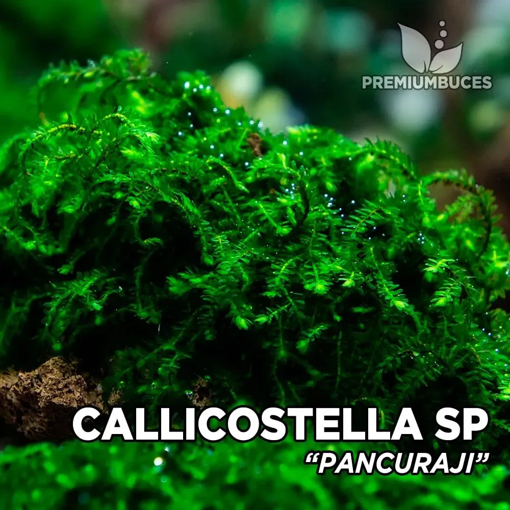 callicostella-pancuraji.jpg
