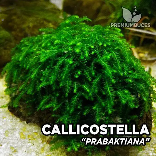 callicostella-prabaktiana.jpg