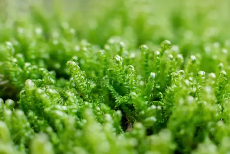 calliergonella-lindbergii-moss-ground-forest-macrophotography-239001952.jpg