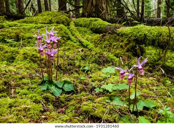 calypso-orchid-bulbosa-moss-forest-600w-1931281460.jpg