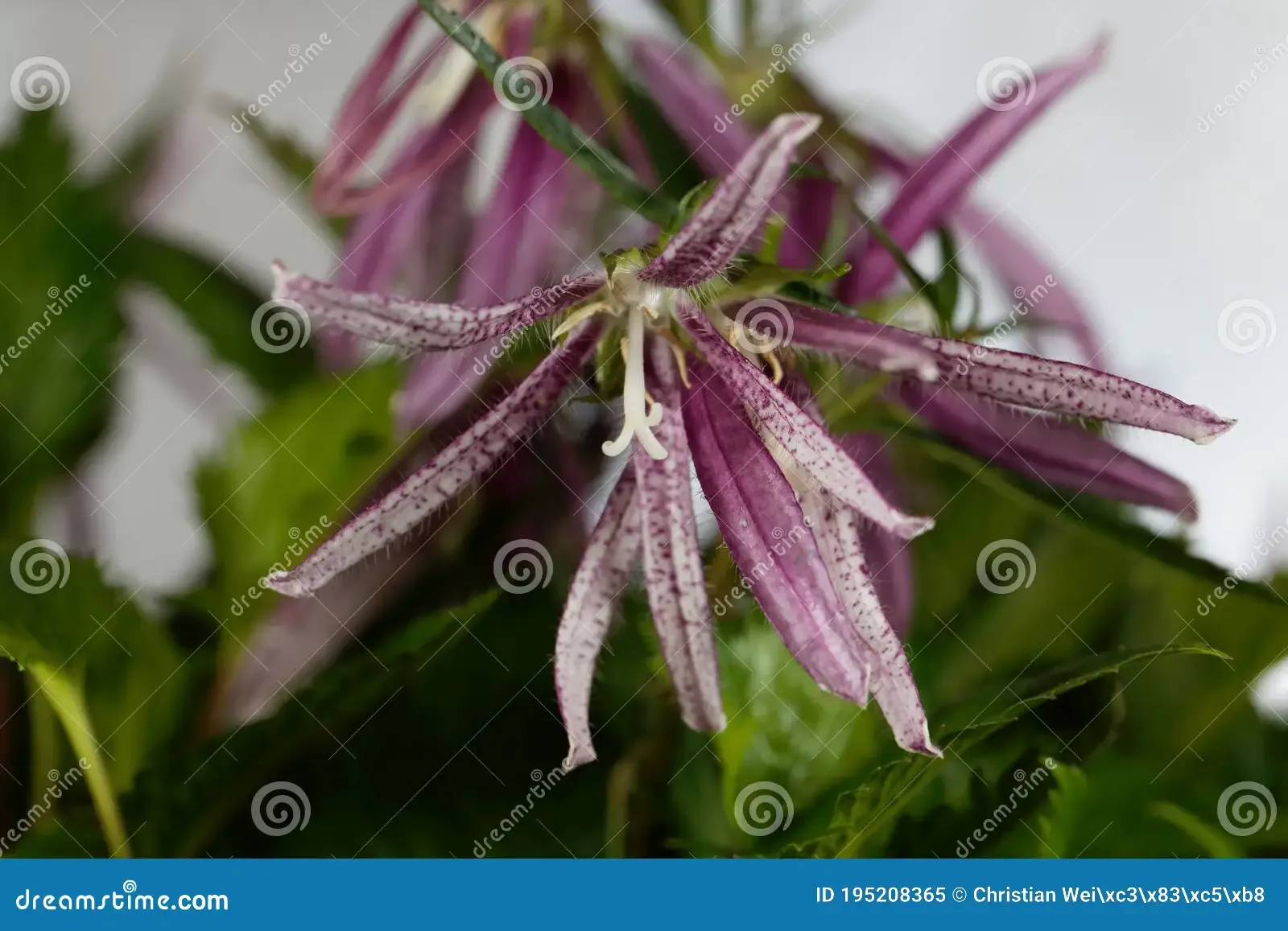 campanula-de-flor-serpente-punctata-girassol-pintada-cultivada-195208365.jpg