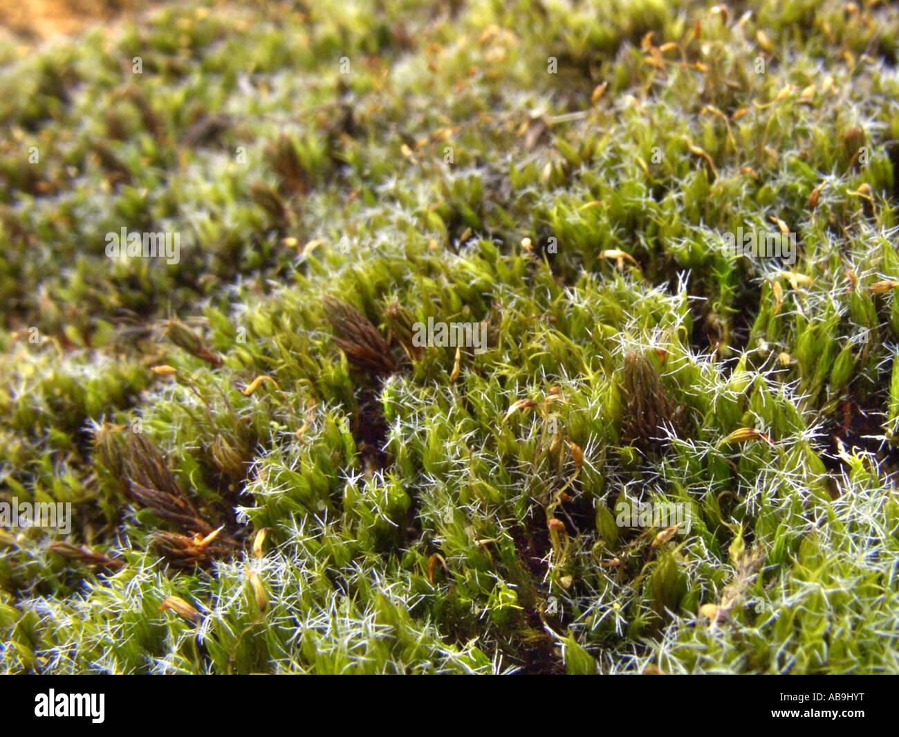 Exploring the Fascinating World of Campylopus hamatus Broth. Moss ...