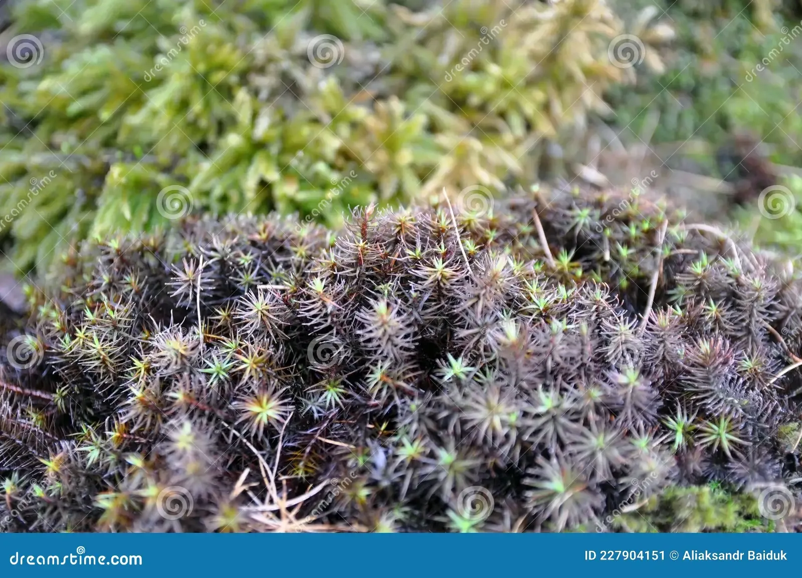 cap-moss-polytrichum-piliferum-early-spring-wildlife-variety-227904151.jpg