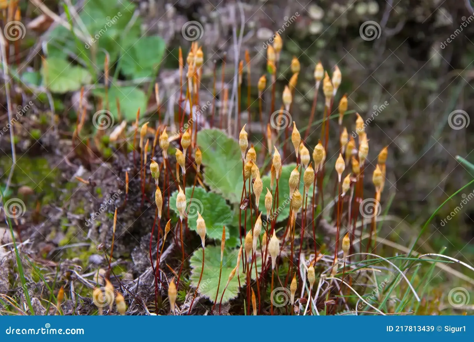 capsules-sporophytes-spring-moss-capsulas-de-esporofitos-en-musgo-primaveral-stems-spores-tallos-y-con-esporas-217813439.jpg