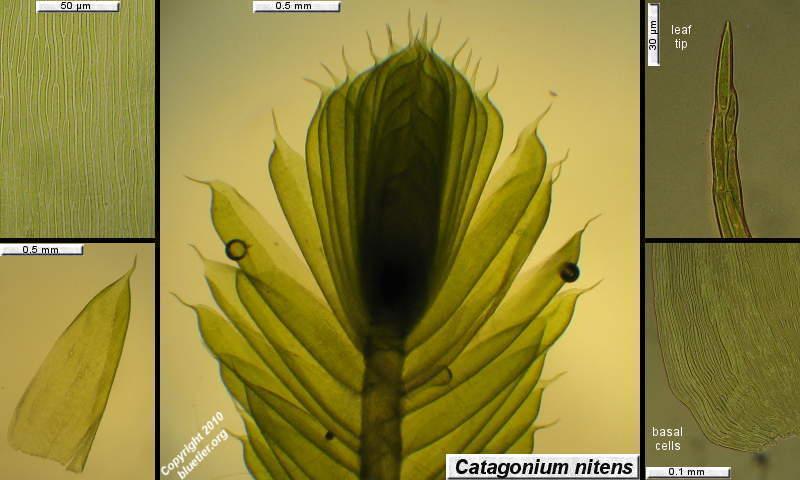 catagonium-nitens.JPG