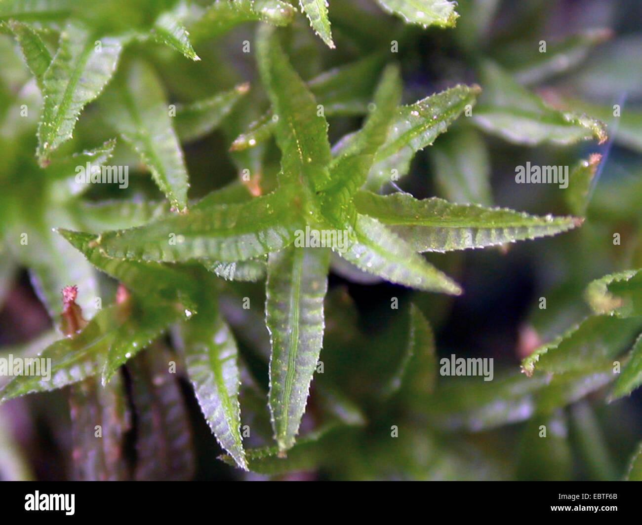 catherines-moss-atrichum-undulatum-sprout-germany-north-rhine-westphalia-EBTF6B.jpg