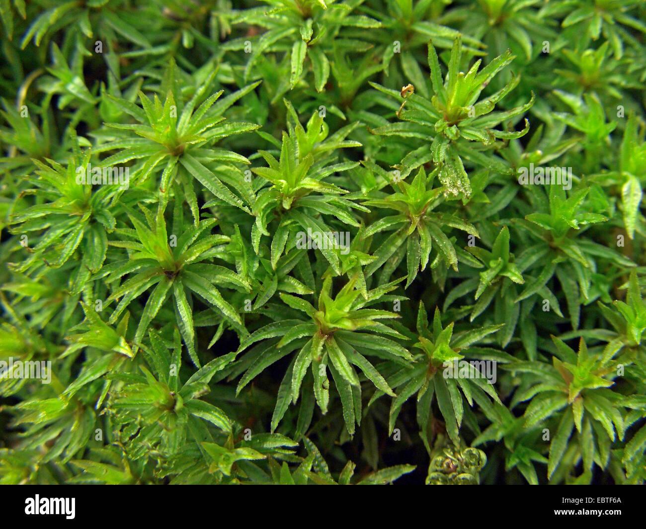 catherines-moss-atrichum-undulatum-sprouts-germany-north-rhine-westphalia-EBTF6A.jpg