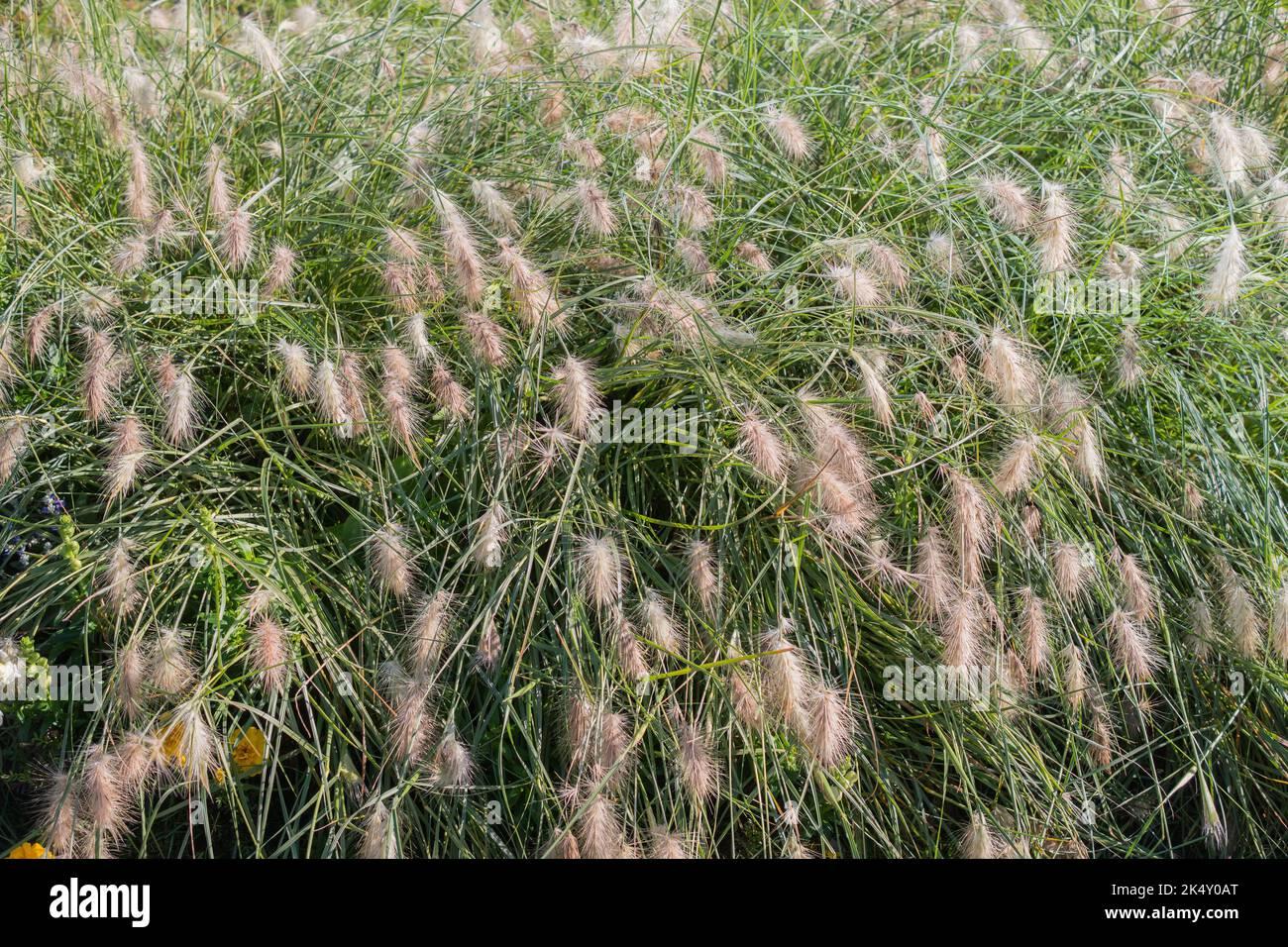 cenchrus-longisetus-commonly-feathertop-grass-species-of-buffelgrasses-family-long-style-plant-2K4Y0AT.jpg