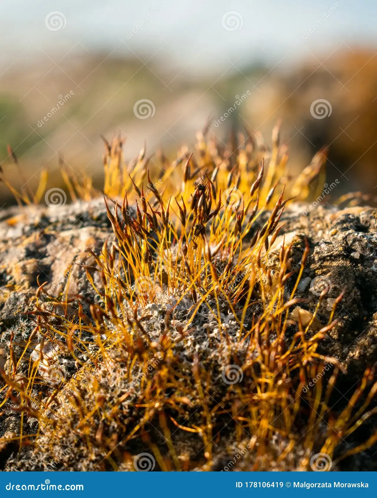 ceratodon-purpureus-growing-rock-purple-moss-burned-ground-stone-warm-colours-closeup-178106419.jpg