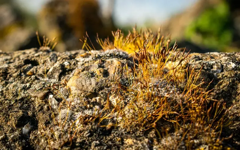 ceratodon-purpureus-growing-rock-purple-moss-burned-ground-stone-warm-colours-closeup-178106559.jpg