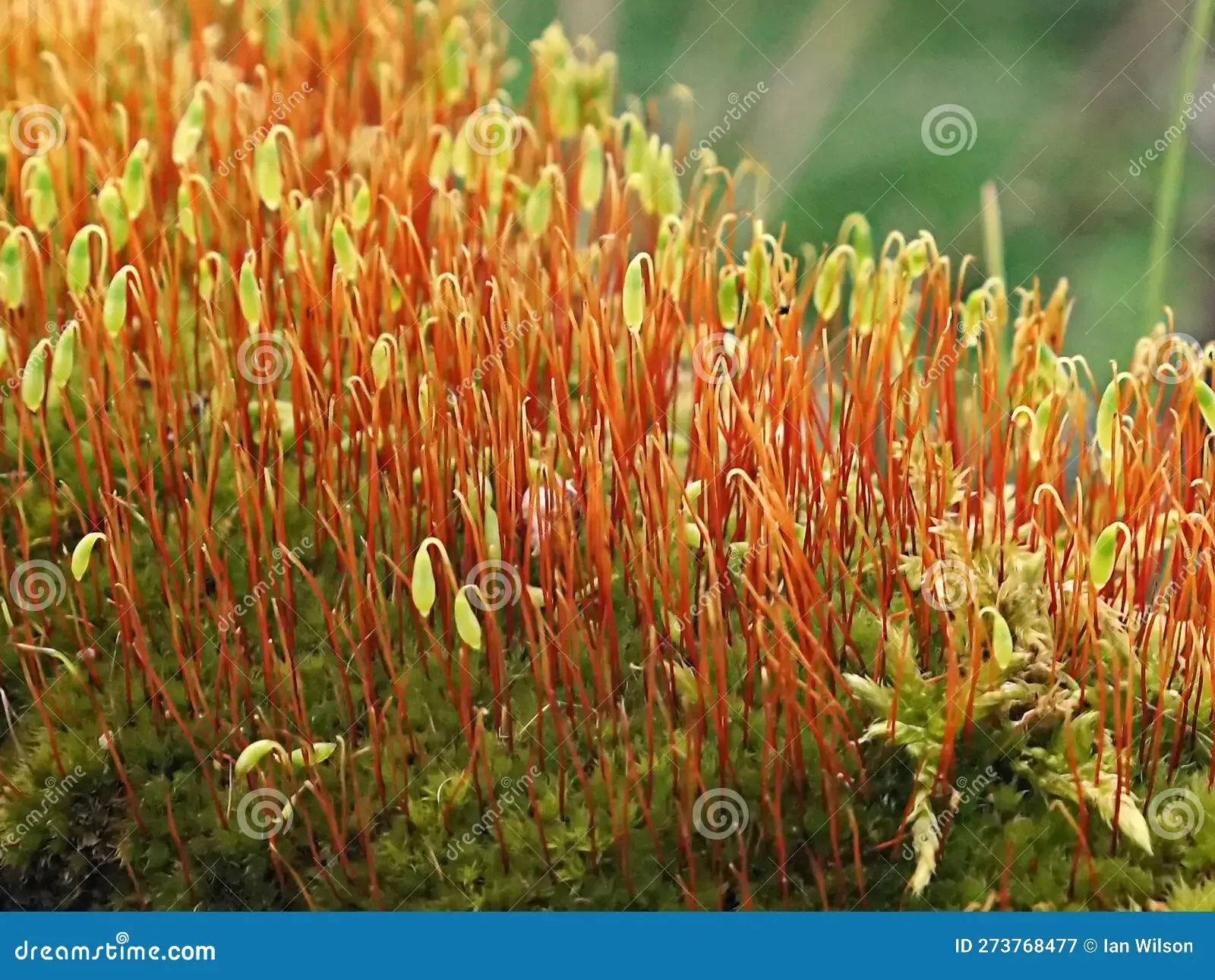 ceratodon-purpureus-moss-tree-stump-273768477.jpg