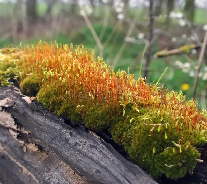 Unveiling Ceratodon: The Resilient Moss Thriving in Diverse Habitats ...