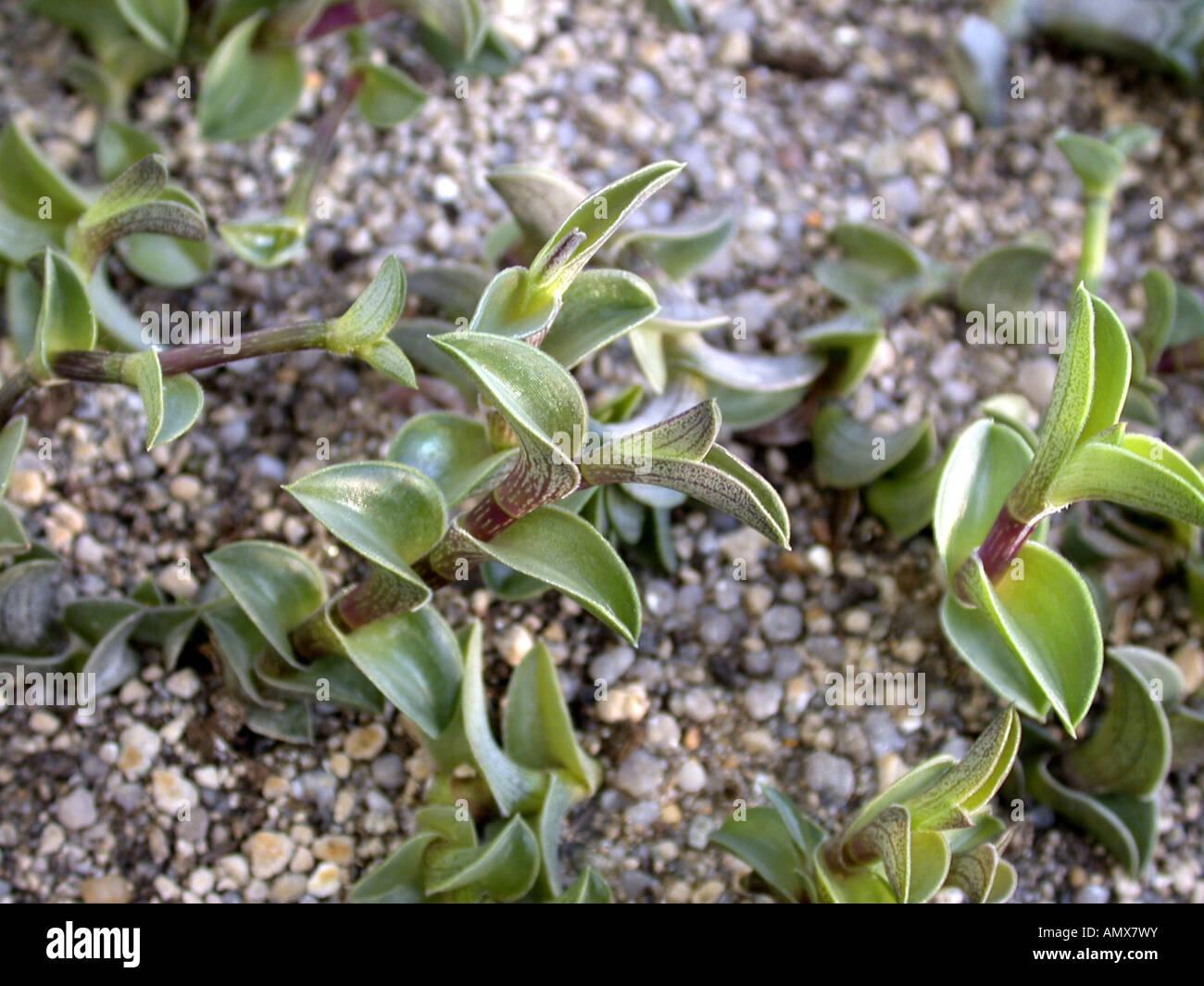 chain-plant-chainplant-callisia-navicularis-sprouts-AMX7WY.jpg