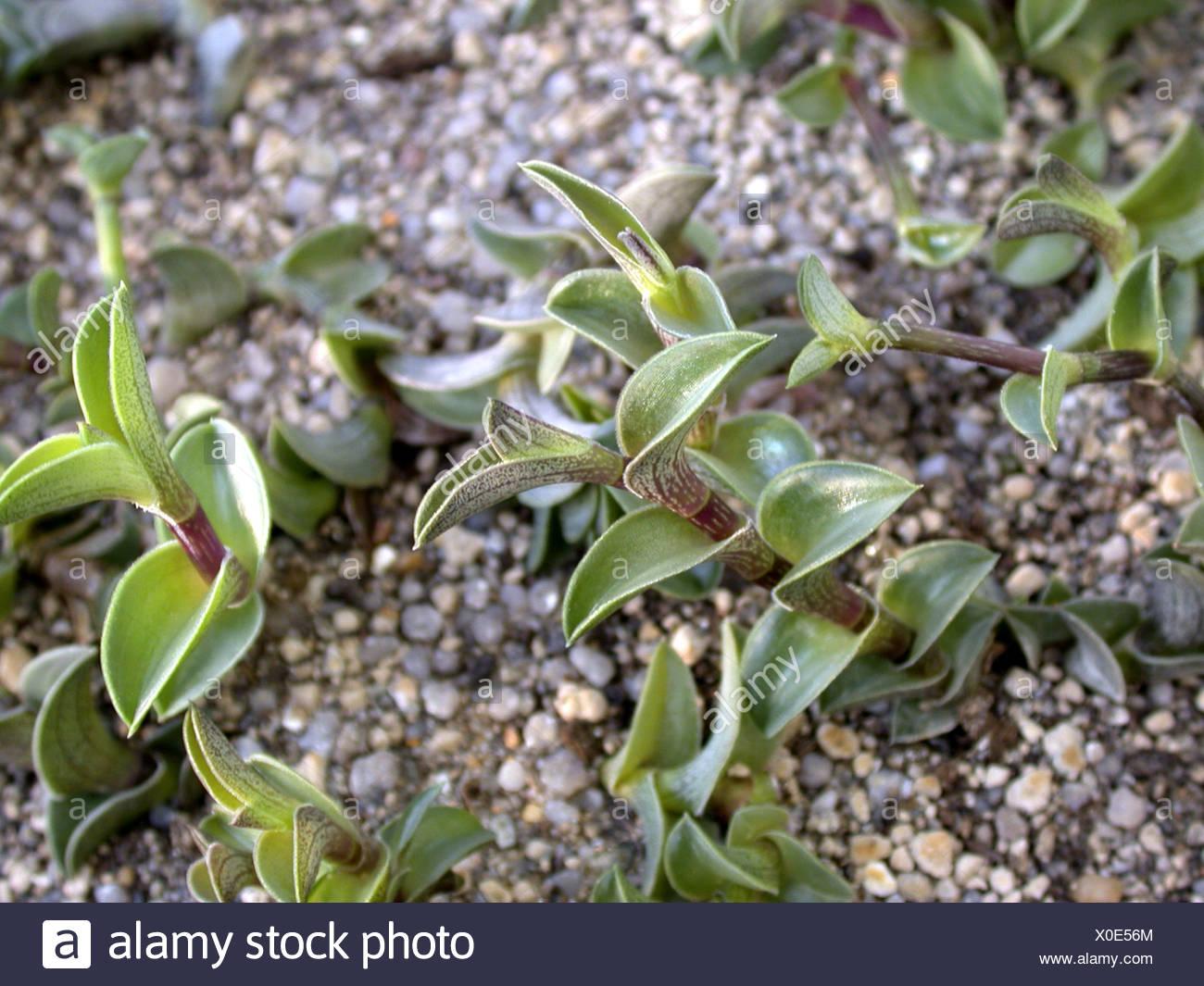 chain-plant-chainplant-callisia-navicularis-sprouts-X0E56M.jpg