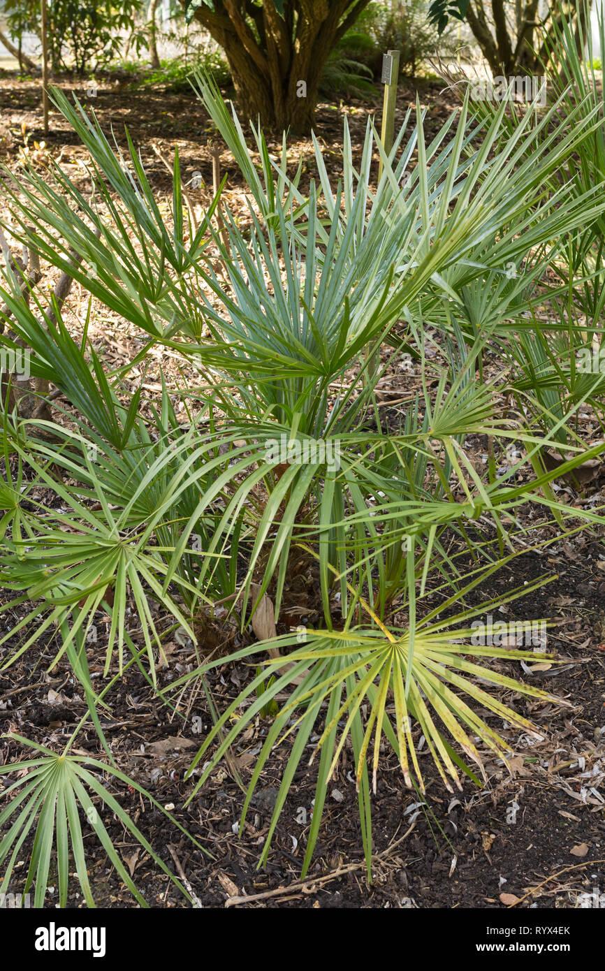 chamaerops-humilis-var-argentea-silver-fan-palm-blue-fan-palm-in-an-english-garden-during-early-spring-uk-RYX4EK.jpg