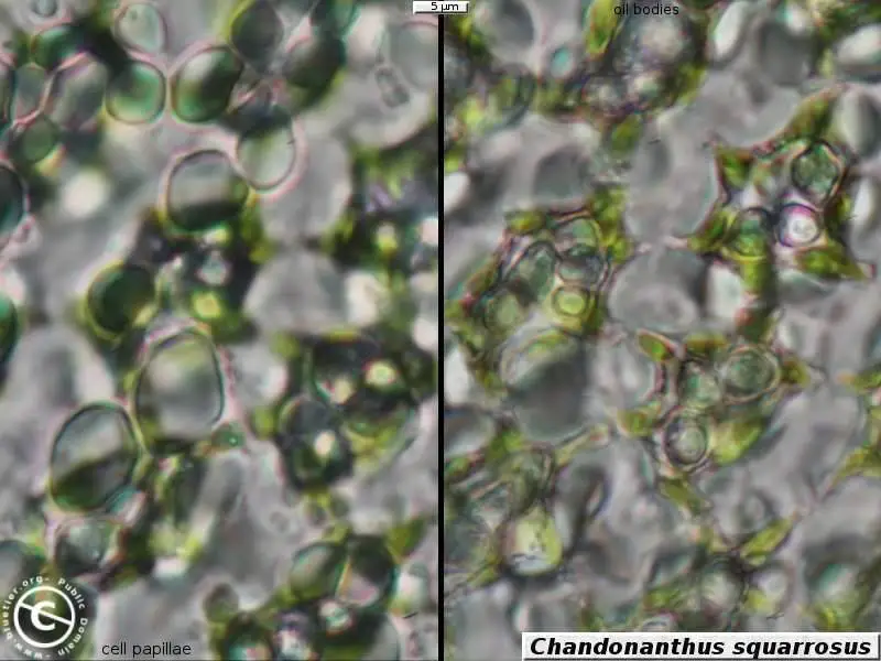 chandonanthus-squarrosus-cells.JPG
