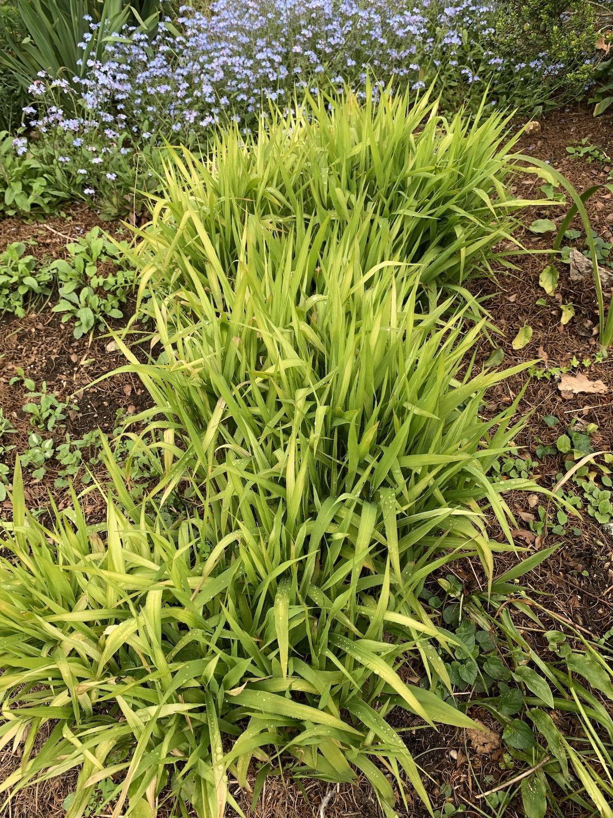 chasmanthium-latifolium-15-5-21_e20d783c20.jpg