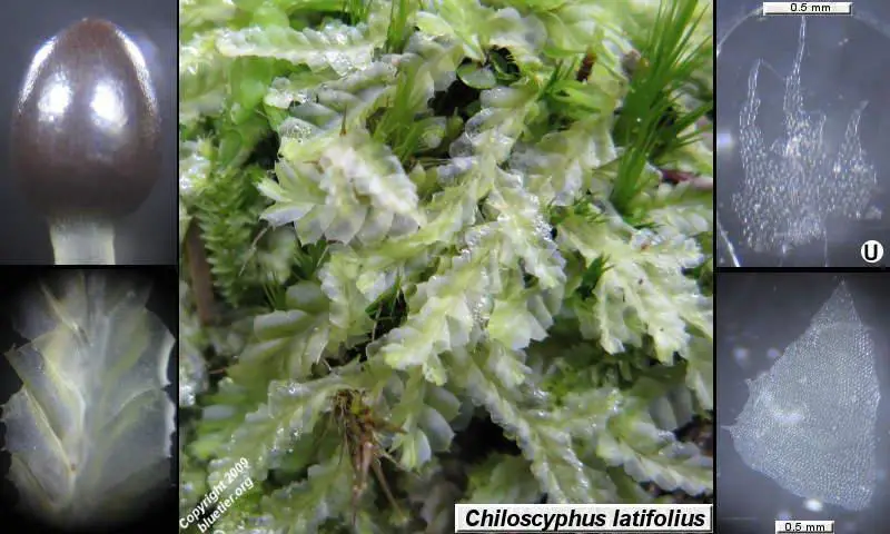 chiloscyphus-latifolius.JPG