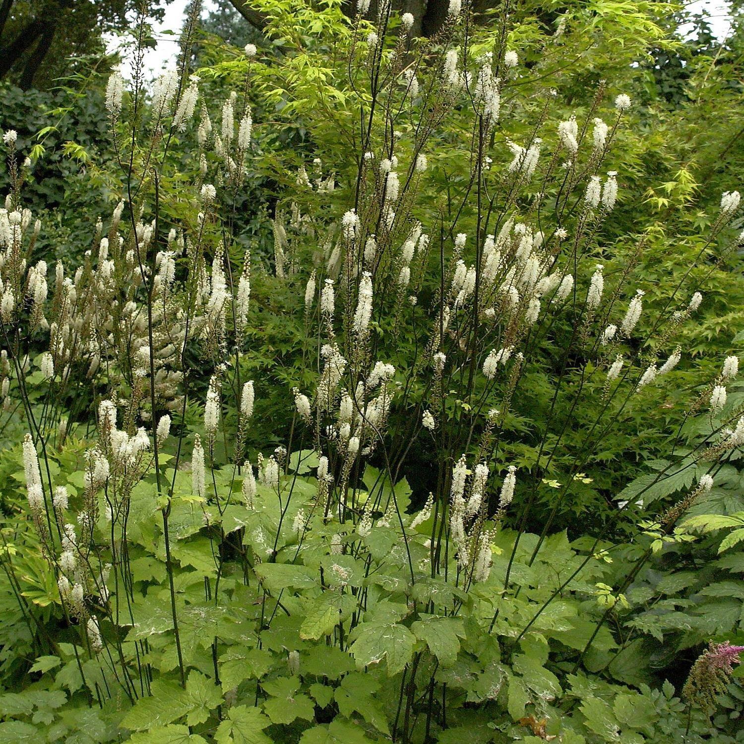 cimicifuga-racemosa-var-cordifolia-lanzen-silberkerze_1.jpg