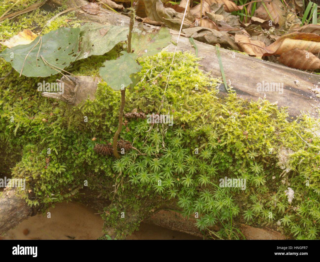 cirriphyllum-moss-and-common-hair-cap-moss-on-a-dry-heavy-timber-over-HNGFR7.jpg