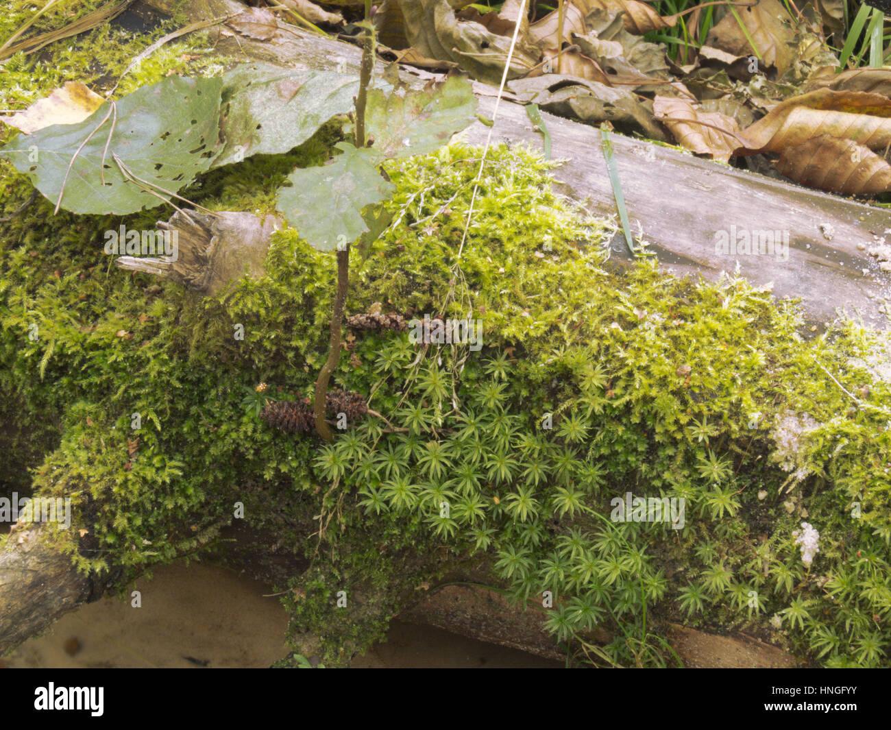 cirriphyllum-moss-and-common-hair-cap-moss-on-a-dry-heavy-timber-over-HNGFYY.jpg