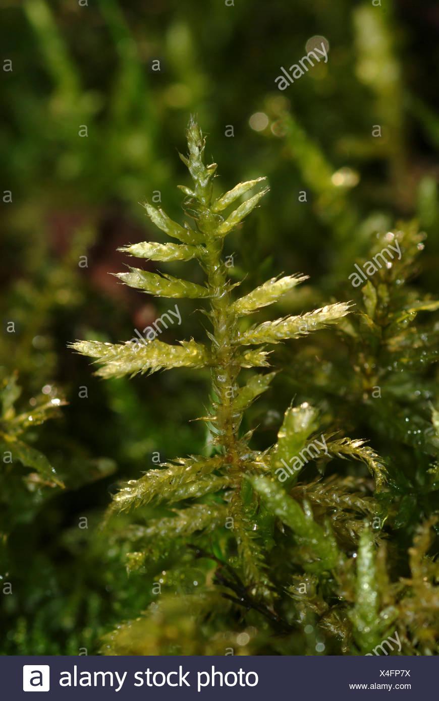 cirriphyllum-moss-cirriphyllum-piliferum-twiglet-germany-bgda-X4FP7X.jpg
