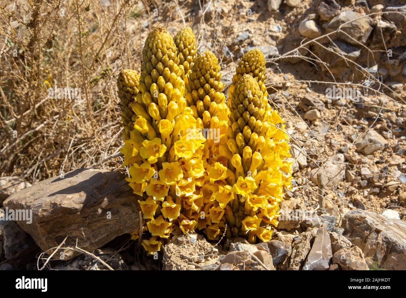 cistanche-cistanche-tubulosa-parasitize-desert-plants-2AJHKDT.jpg
