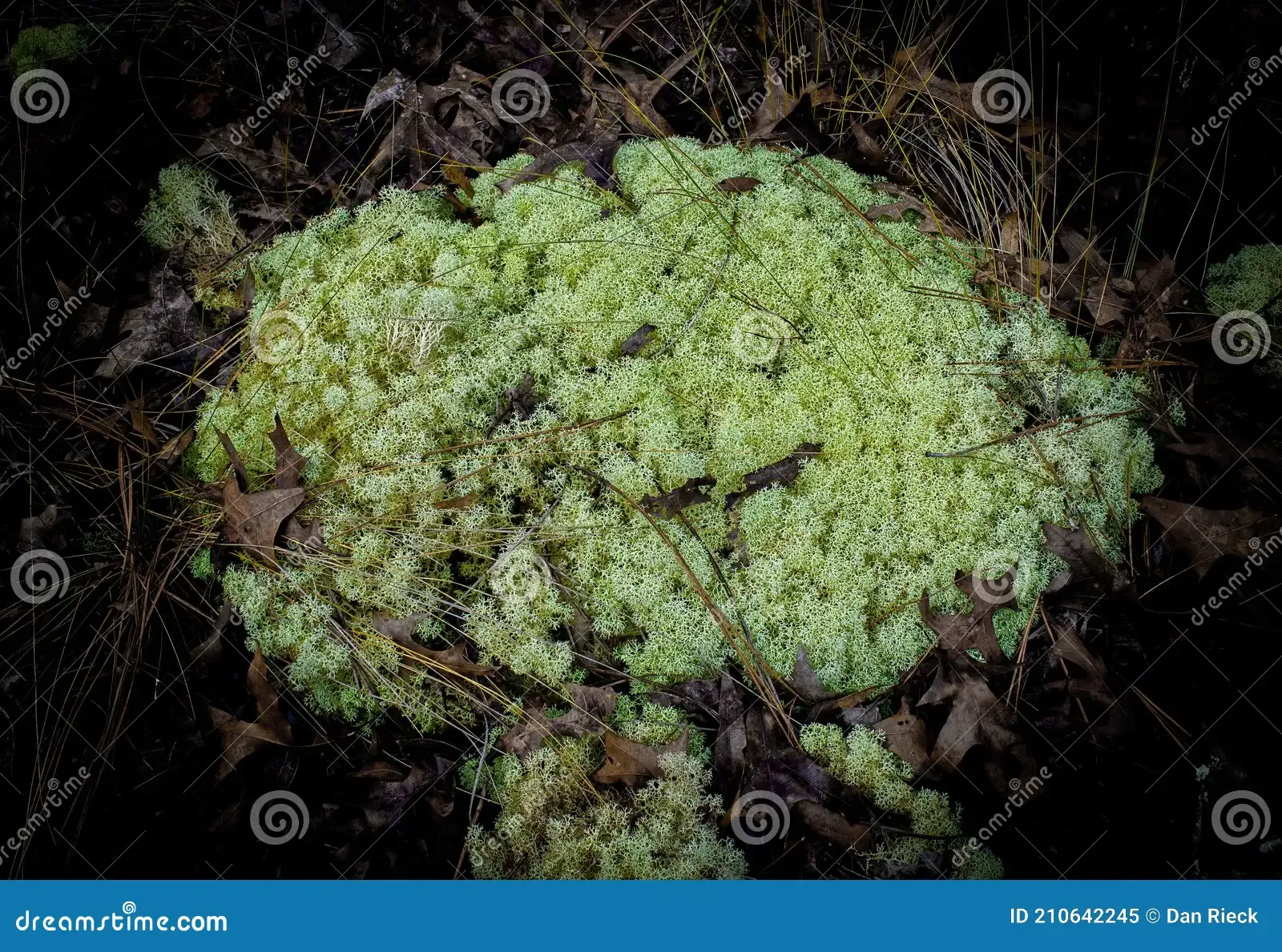 cladonia-subtenuis-aka-deer-moss-lichen-fungus-huge-inch-wide-cladonia-subtenuis-aka-deer-moss-lichen-fungus-green-colored-210642245.jpg