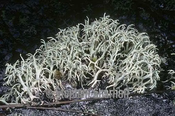 cladonia_pachycladodes_4.jpg