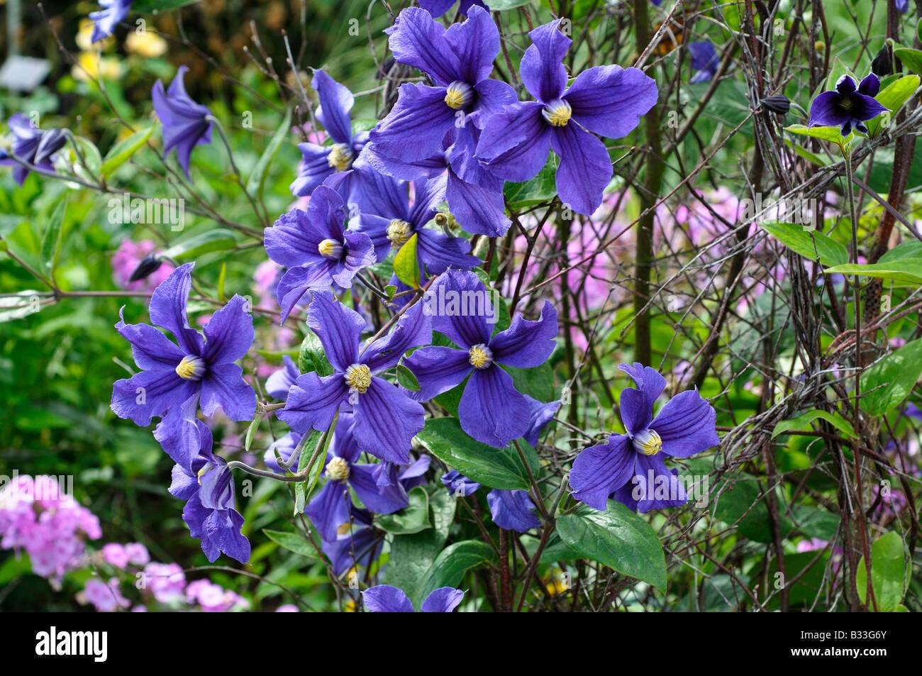 clematis-x-durandii-B33G6Y.jpg