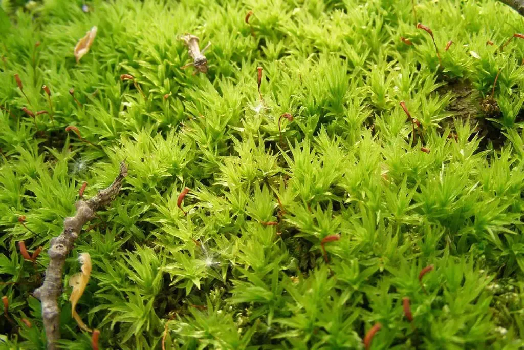 climacium-evergreen-moss-1024x683.jpg