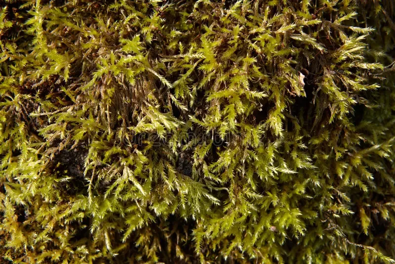 close-up-bright-green-moss-long-small-branches-texture-background-bright-green-moss-texture-backdrop-124044309.jpg