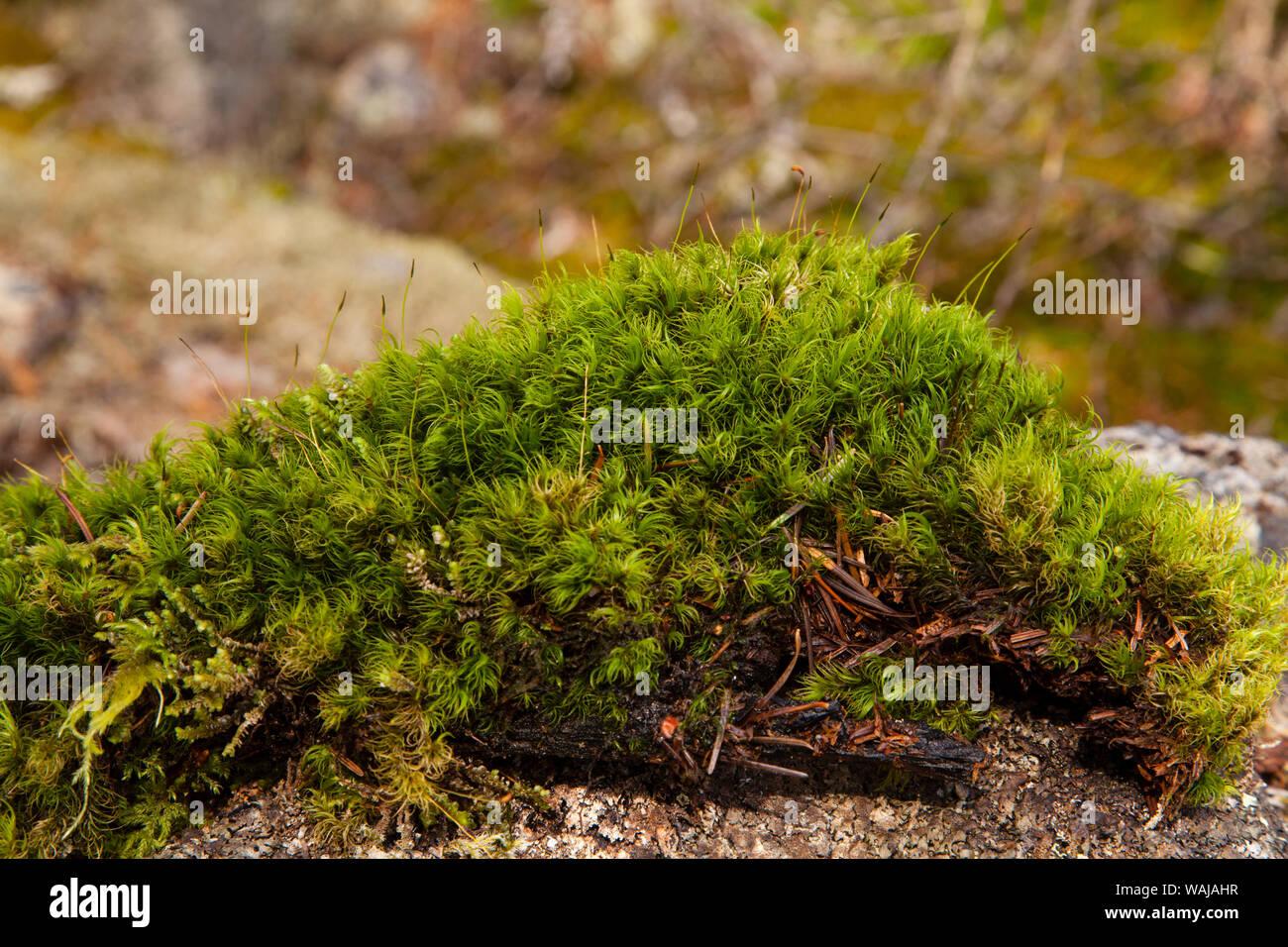 close-up-clump-of-moss-in-squamish-british-columbia-canada-WAJAHR.jpg