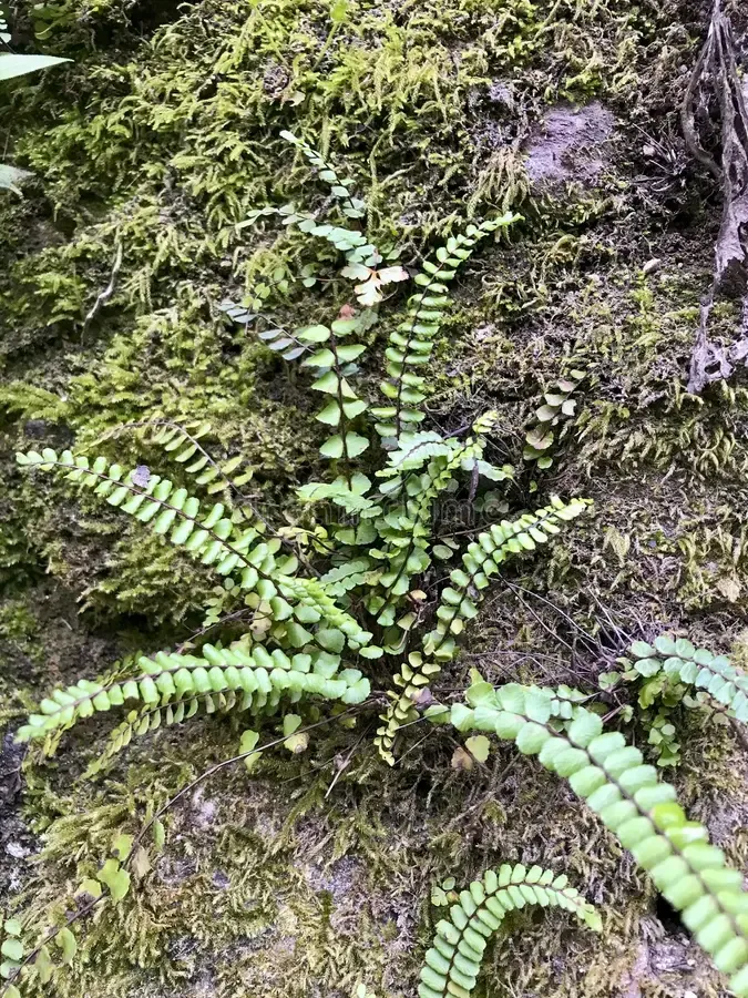 close-up-moss-ferns-green-pigmentation-adhering-to-rocks-wet-area-258550731.jpg