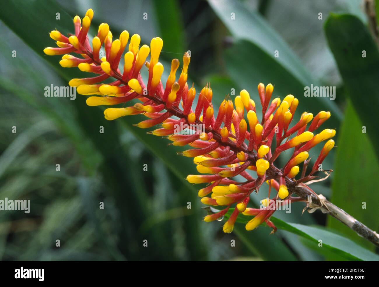 close-up-of-a-bromeliad-flower-aechmea-winkleri-growing-in-a-hothouse-BH516E.jpg