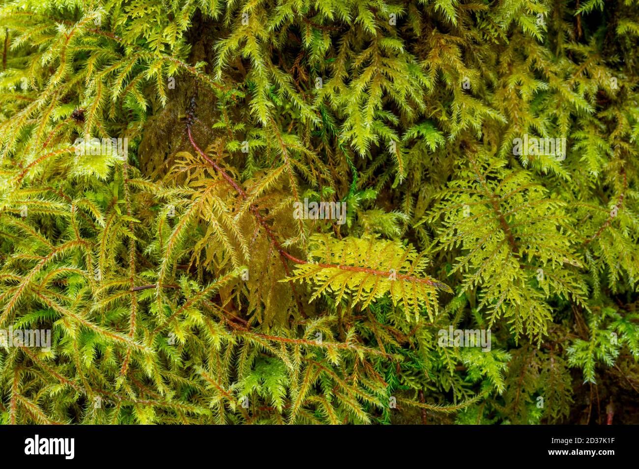 close-up-of-moss-hylocomnium-splenden-and-rhytidiadelphus-loreus-in-the-hoh-river-rainforest-olympic-national-park-washington-state-united-states-2D37K1F.jpg