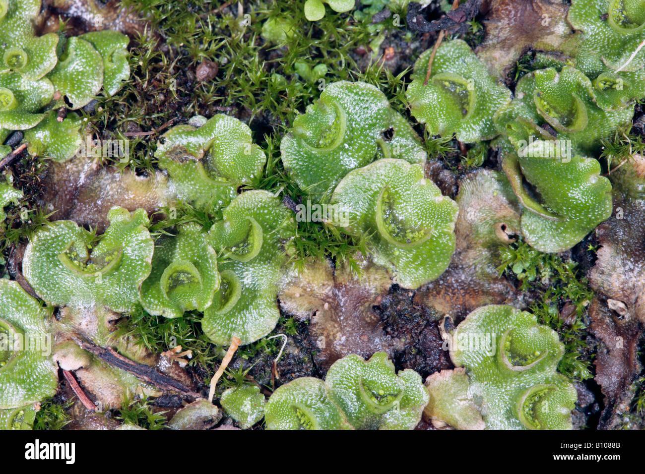 close-up-of-thallose-liverwort-with-tortula-moss-showing-crescent-B1088B.jpg