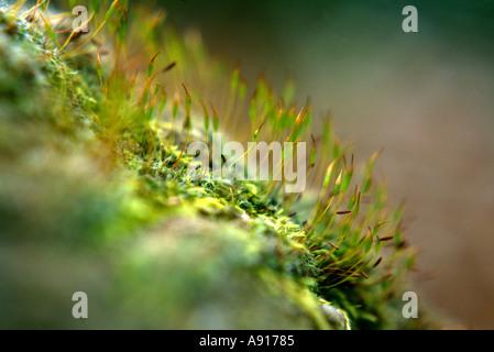 close-up-of-the-moss-menzies-neckera-metaneckera-menziesii-showing-a91785.jpg
