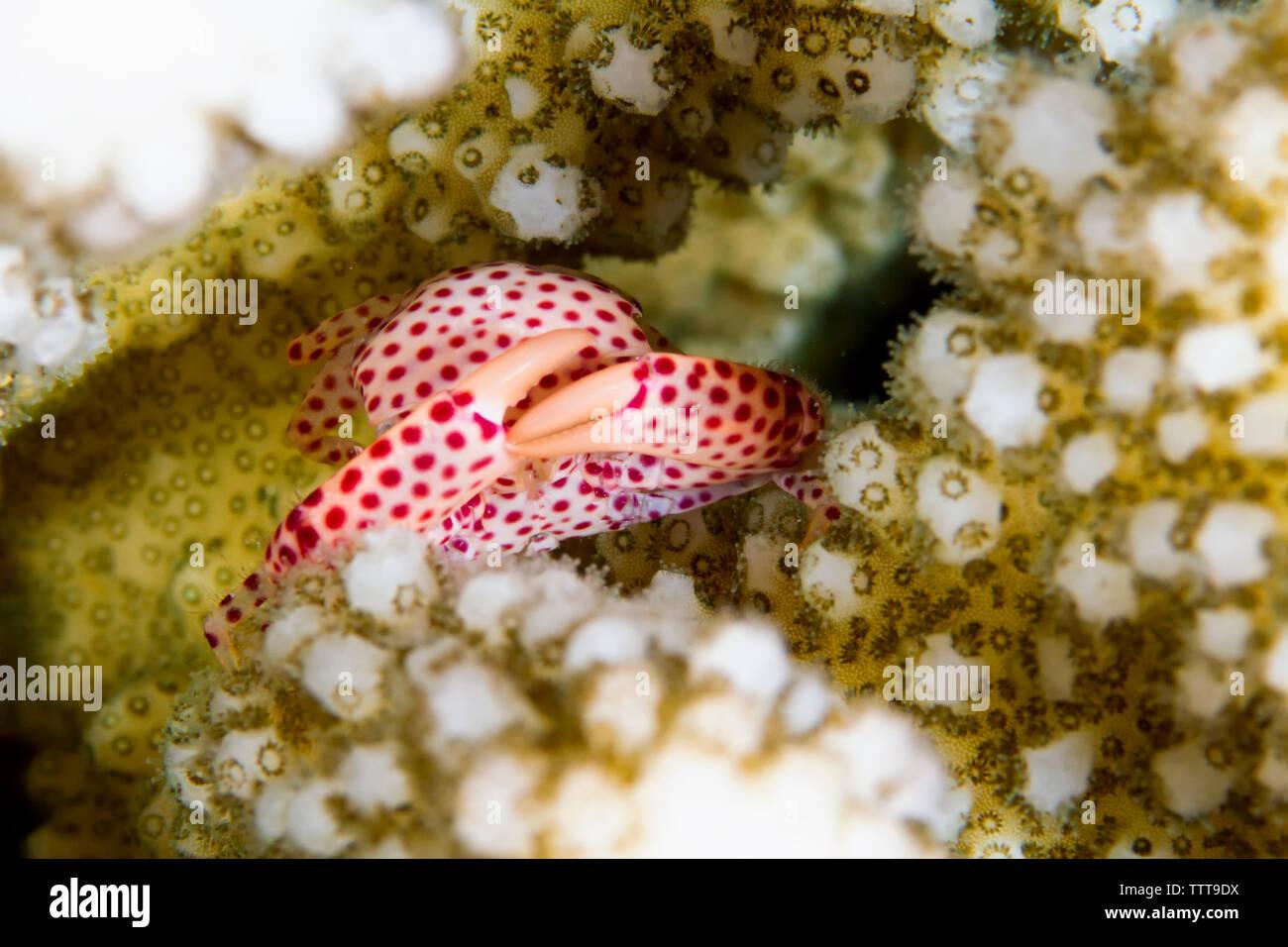 close-up-of-trapezia-rufopunctata-amidst-corals-in-sea-TTT9DX.jpg