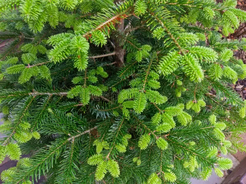 close-up-pine-spruce-tree-new-growth-pine-spruce-tree-new-growth-123414344.jpg