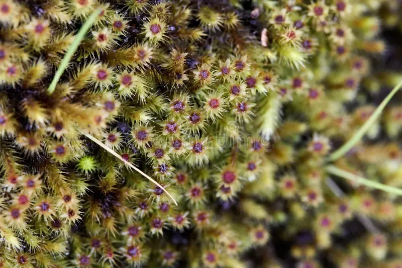 close-up-shot-breutelia-affinis-moss-texture-close-up-shot-breutelia-affinis-moss-texture-258408861.jpg