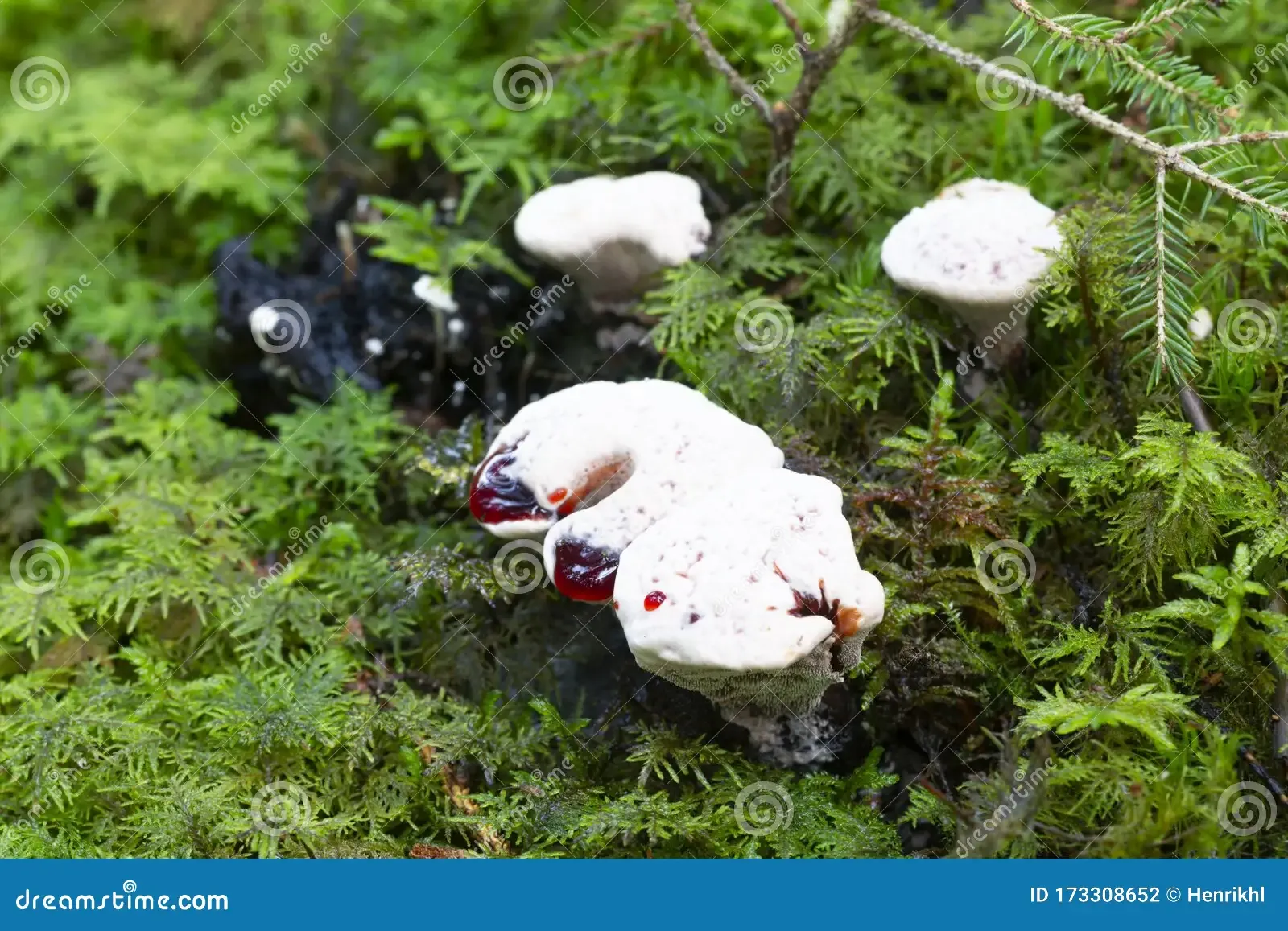 closeup-bleeding-tooth-fungus-hydnellum-peckii-growing-moss-bleeding-tooth-fungus-hydnellum-peckii-growing-moss-173308652.jpg