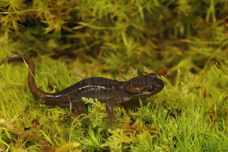 closeup-brown-juvenile-northwestern-salamander-ambystoma-gracile-sitting-green-moss-north-oregon-238333739.jpg