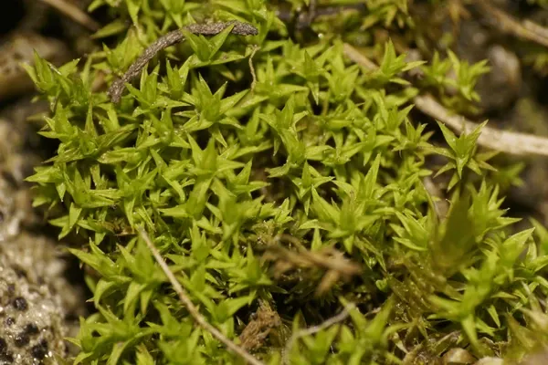 closeup-caucasian-spring-moss-andreaea-600nw-1432193594.jpg