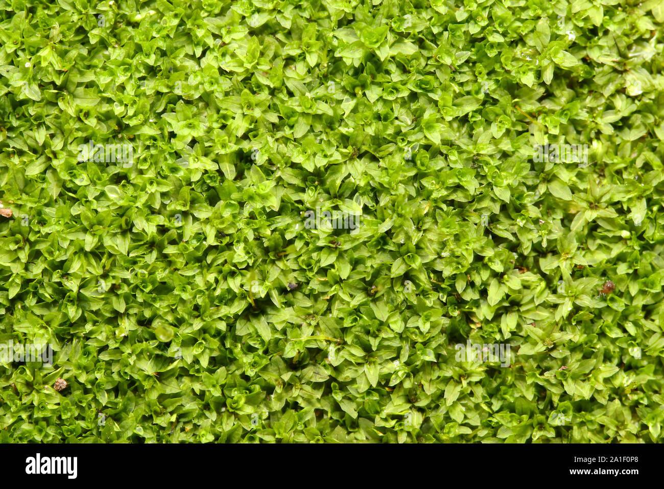 closeup-fresh-star-cemento-de-hojas-laminadas-musgo-humedo-suelo-moss-hyophila-involuta-antecedentes-comun-encontrado-en-roca-mojada-piso-en-casa-y-jardin-2a1f0p8.jpg