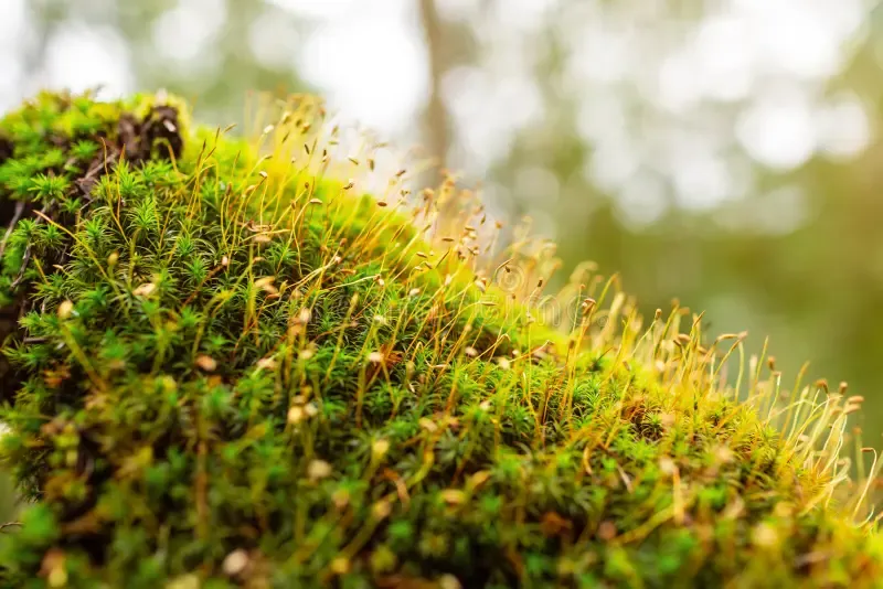 closeup-funaria-sporophyte-brown-stems-closeup-funaria-sporophyte-brown-stems-260835554.jpg