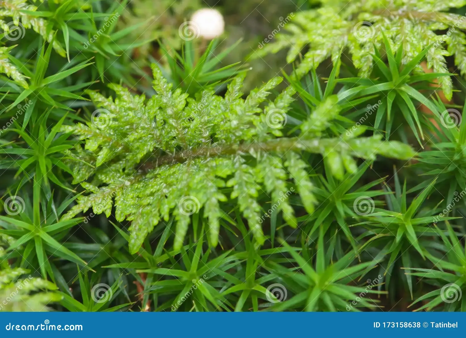 closeup-hylocomium-splende-glittering-woodmoss-splendid-feather-moss-mountain-fern-moss-forest-hylocomium-splende-glittering-173158638.jpg