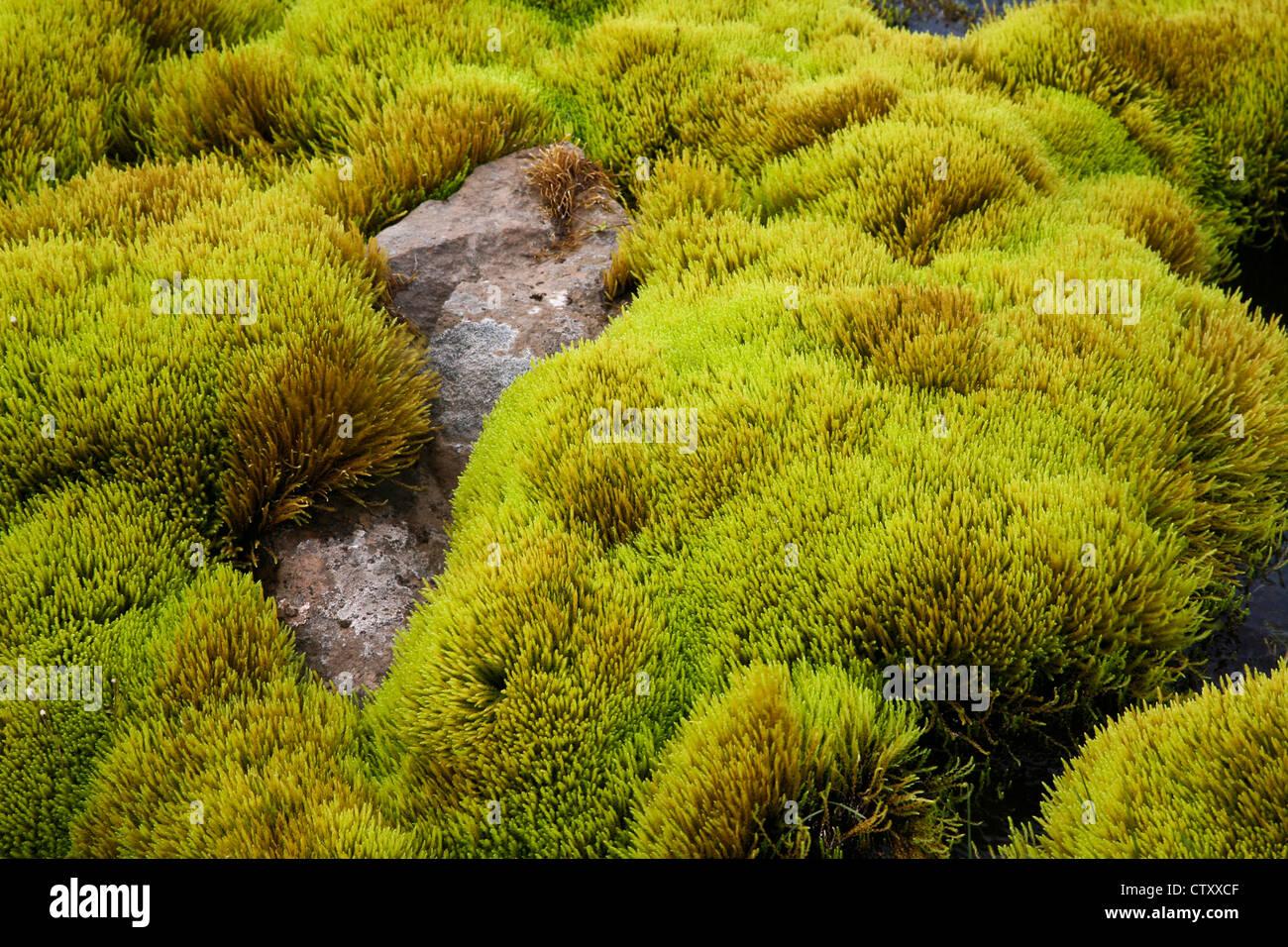 closeup-moss-abstract-patterns-close-up-cetraria-islandica-plants-CTXXCF.jpg