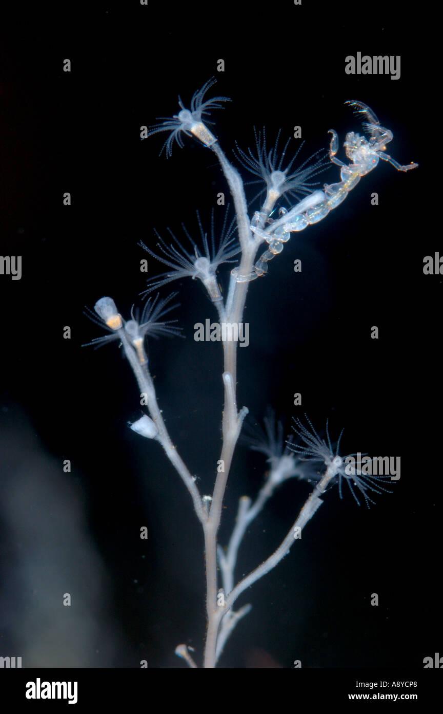 closeup-of-hydroid-colony-obelia-longissima-hydrozoa-and-caprellid-A8YCP8.jpg